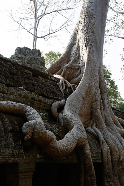 Ta Phrom et environs-118